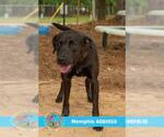 Small #1 Labrador Retriever