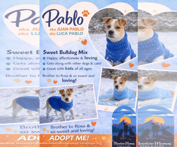 Medium Photo #3 Bulldog-Unknown Mix Puppy For Sale in MIDWAY, UT, USA