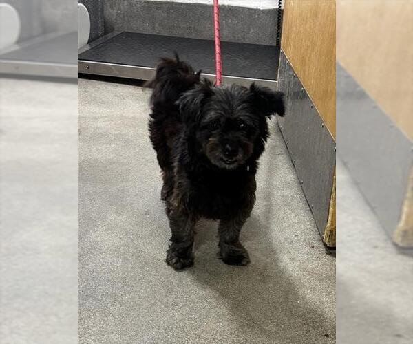 Medium Photo #1 Shih-Poo Puppy For Sale in Forestville, MD, USA