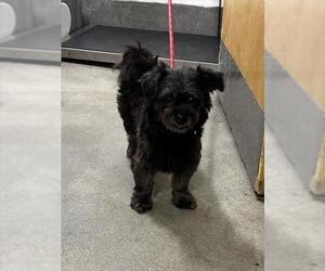 Shih-Poo Dogs for adoption in Forestville, MD, USA