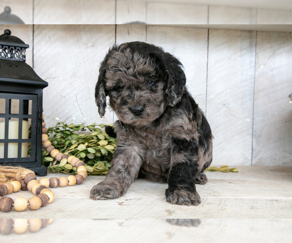 Medium Photo #3 Miniature Labradoodle Puppy For Sale in SUGARCREEK, OH, USA
