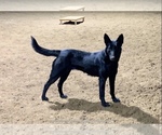 Small Photo #1 Belgian Malinois Puppy For Sale in MENASHA, WI, USA