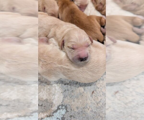 Medium Photo #2 English Cream Golden Retriever Puppy For Sale in SACRAMENTO, CA, USA