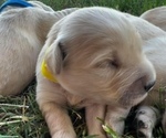 Small Photo #2 Golden Retriever Puppy For Sale in CHINA SPRING, TX, USA