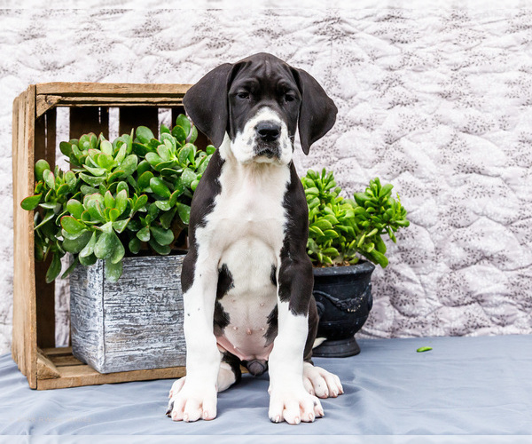 Medium Photo #31 Great Dane Puppy For Sale in WAKARUSA, IN, USA