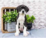 Small #12 Great Dane