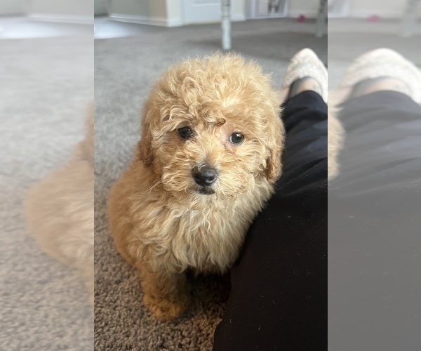 Medium Photo #2 Poodle (Miniature) Puppy For Sale in PARAGON, IN, USA
