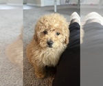 Small Photo #2 Poodle (Miniature) Puppy For Sale in PARAGON, IN, USA