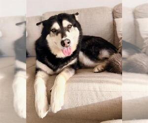 SKYLA - Female Siberian Husky Dog for Adoption - Photo #4