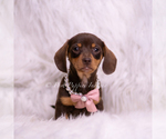 Small Photo #62 Dachshund Puppy For Sale in WARSAW, IN, USA