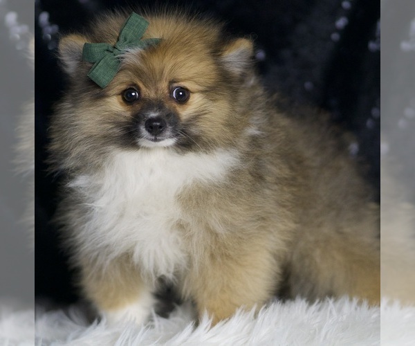 Medium Photo #63 Pomeranian Puppy For Sale in WARSAW, IN, USA