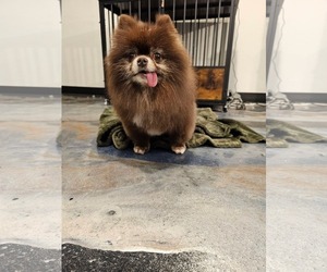 Pomeranian Dogs for adoption in Sioux Falls, SD, USA