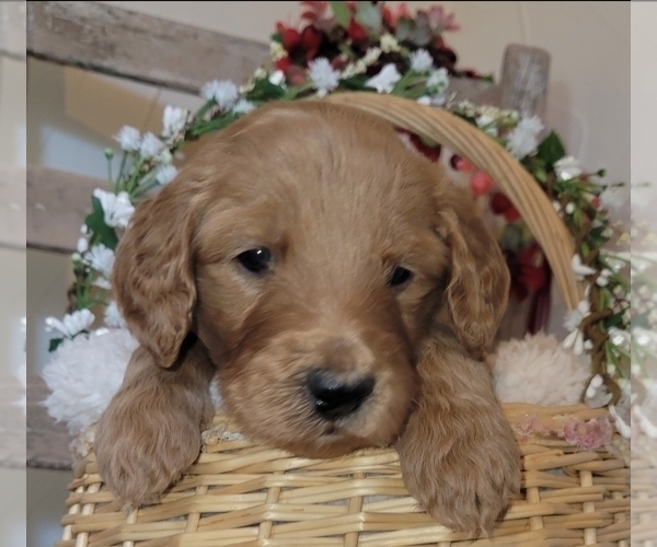Medium Photo #11 Goldendoodle mix (+ Poodle Standard) Puppy For Sale in JACKSBORO, TX, USA