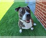 Small #1 American Bulldog Mix
