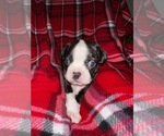 Small Photo #4 Boston Terrier Puppy For Sale in SUMMERVILLE, SC, USA