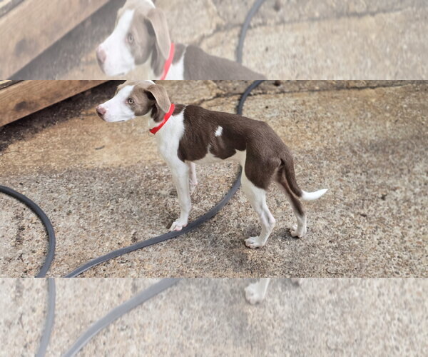 Medium Photo #16 Doberman Pinscher-Unknown Mix Puppy For Sale in Virginia Beach, VA, USA
