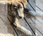 Small #2 Great Pyrenees Mix