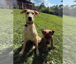 Labrador Retriever-Unknown Mix Dogs for adoption in Germantown, OH, USA