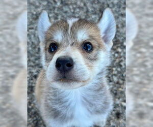 Siberian Husky Dogs for adoption in Fremont, CA, USA