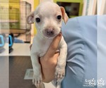 Darcy - Female Chihuahua-Unknown Mix Dog for Adoption - Small photo