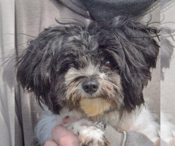 Medium Photo #6 Shih Tzu Puppy For Sale in Huntley, IL, USA