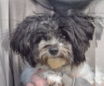 Small #5 Shih Tzu