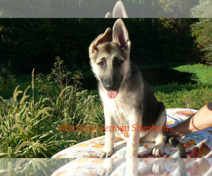 German Shepherd Dog Puppy for Sale in PIEDMONT, Missouri USA