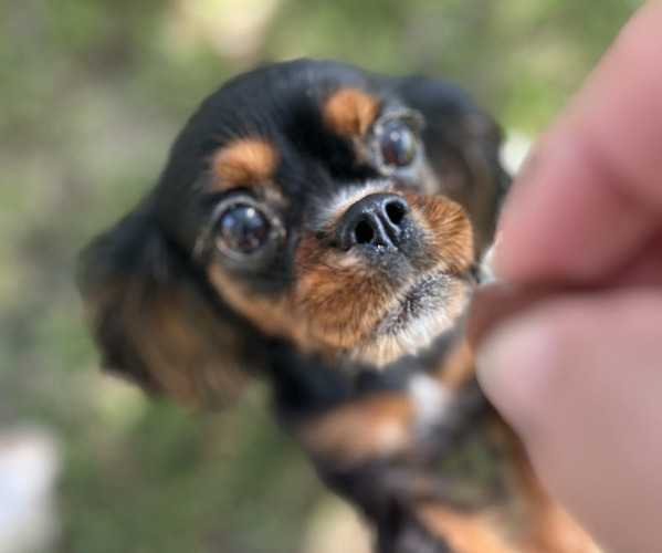 Medium Photo #1 Cavalier King Charles Spaniel Puppy For Sale in ATOKA, OK, USA