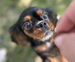 Small Photo #1 Cavalier King Charles Spaniel Puppy For Sale in ATOKA, OK, USA