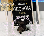 Small #3 French Bulldog