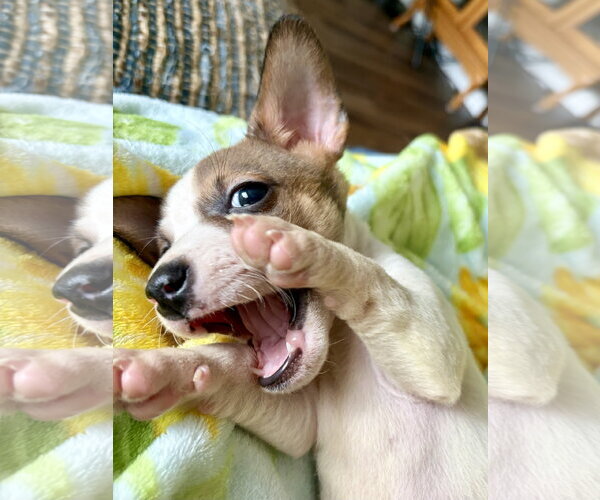Medium Photo #6 Mutt Puppy For Sale in Plainfield, IL, USA