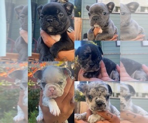 French Bulldog Puppy for sale in BERKELEY, CA, USA