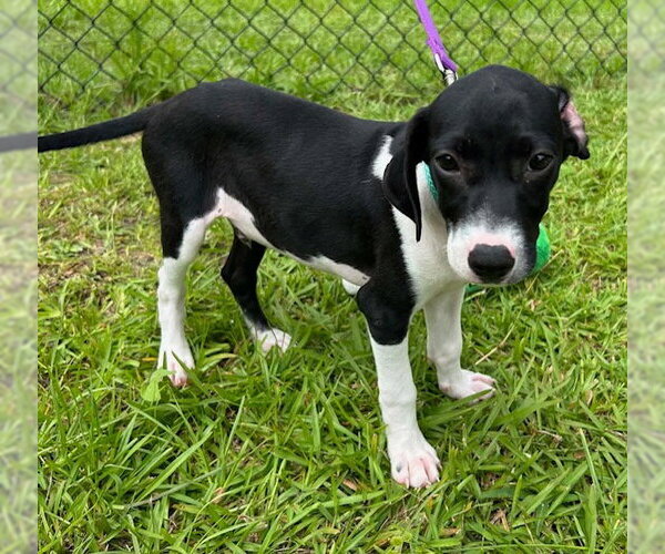 Medium Photo #1 Mutt Puppy For Sale in Tarrytown, GA, USA
