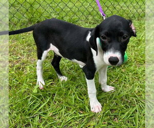 Mutt Dogs for adoption in Tarrytown, GA, USA