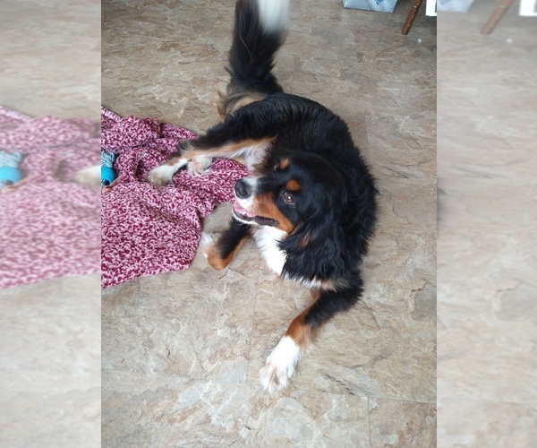 Medium Photo #1 Bernese Mountain Dog Puppy For Sale in RED LION, PA, USA