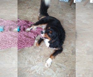 Bernese Mountain Dog Puppy for sale in RED LION, PA, USA