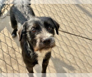 Mutt Dogs for adoption in Tulsa, OK, USA