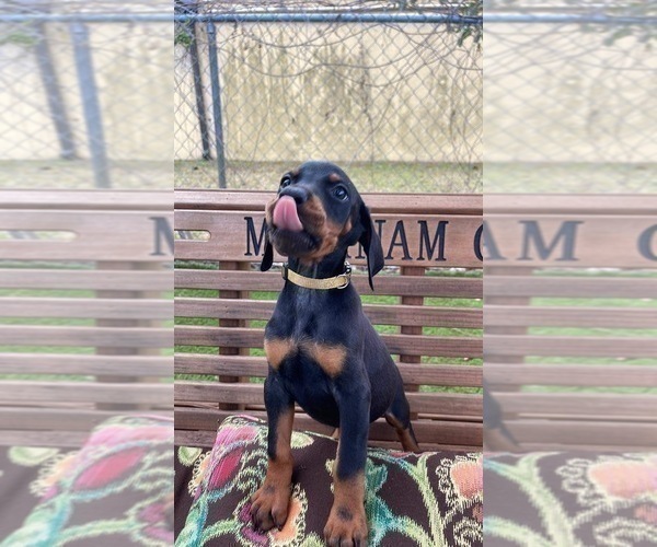 Medium Photo #27 Doberman Pinscher Puppy For Sale in LUTZ, FL, USA