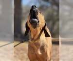 Small #2 Bloodhound-Redbone Coonhound Mix