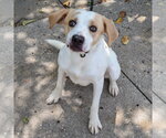 Small #3 Coonhound-English Foxhound Mix