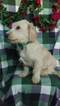 Small Photo #5 Labradoodle Puppy For Sale in LANCASTER, PA, USA