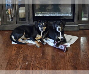 PRUE - Female Mutt Dog for Adoption - Photo #2