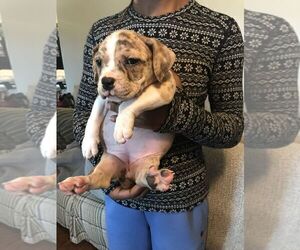 American Bully Puppy for sale in BOONE, IA, USA