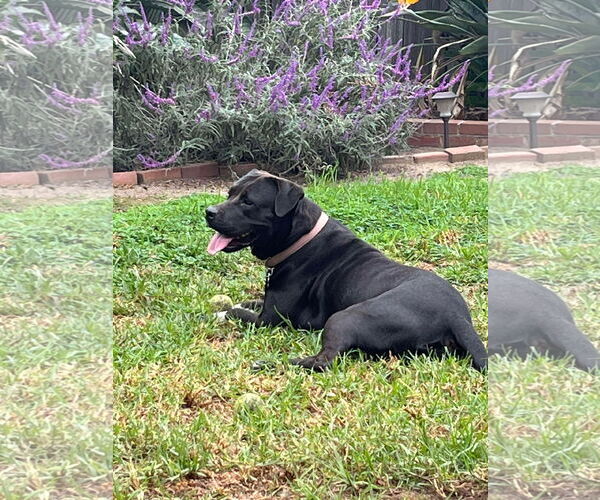 Medium Photo #2 Labrador Retriever-Unknown Mix Puppy For Sale in San Diego, CA, USA