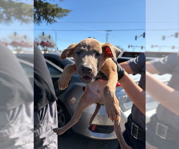 Medium Photo #1 Rhodesian Ridgeback-Unknown Mix Puppy For Sale in Stockton, CA, USA