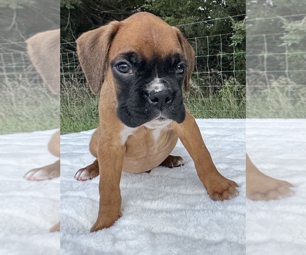 Medium Photo #6 Boxer Puppy For Sale in PAWNEE CITY, NE, USA