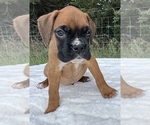 AKC Art - Male Boxer Puppy for Sale - Photo #6