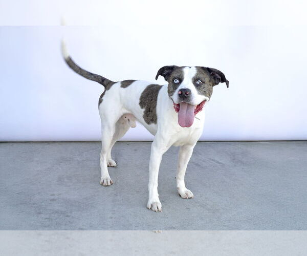Medium Photo #2 American Pit Bull Terrier-Unknown Mix Puppy For Sale in Pasadena, CA, USA