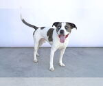 Small #1 American Pit Bull Terrier Mix