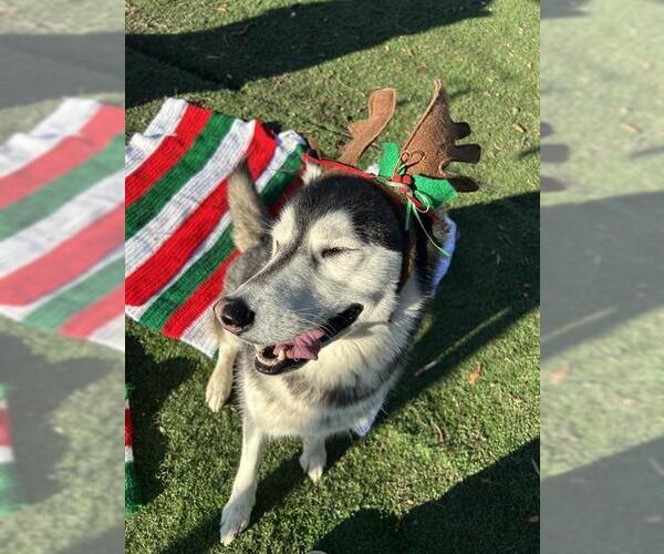 Medium Photo #1 Siberian Husky Puppy For Sale in Fremont, CA, USA